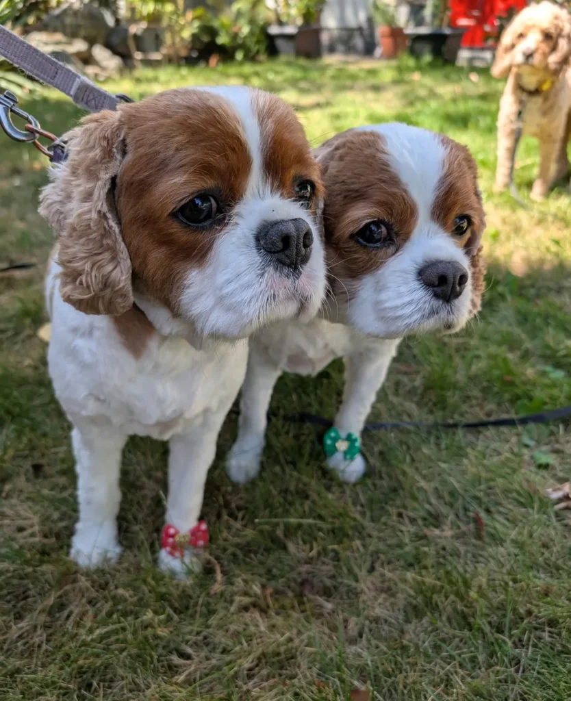 Dog grooming session